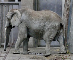 Elephantidae