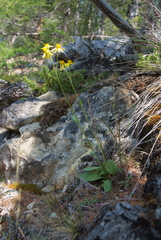 Tephroseris integrifolia