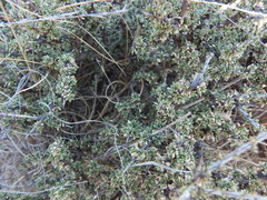 Condalia ericoides