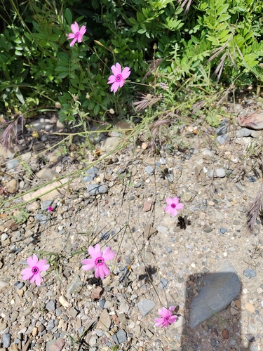 Rose silene