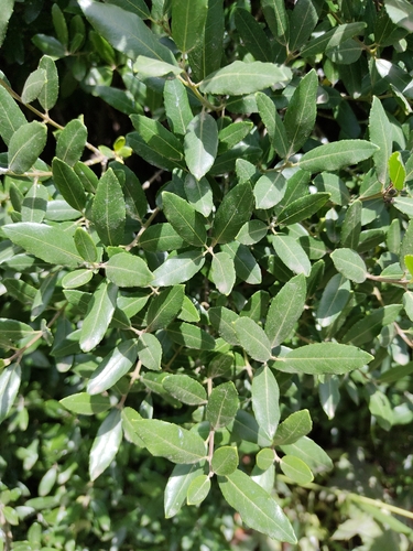 Green Olive Tree