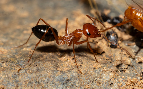 Cataglyphis rosenhaueri