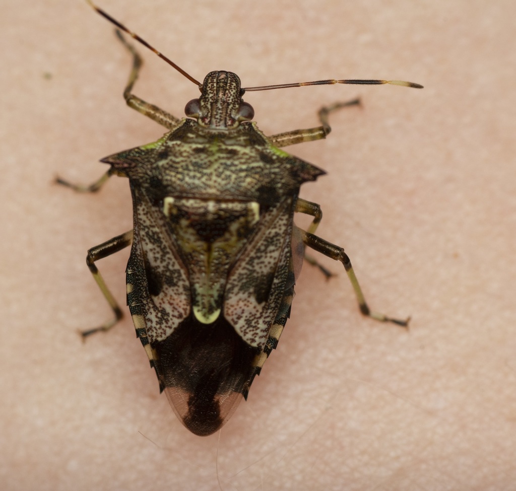 Podisus dufouri