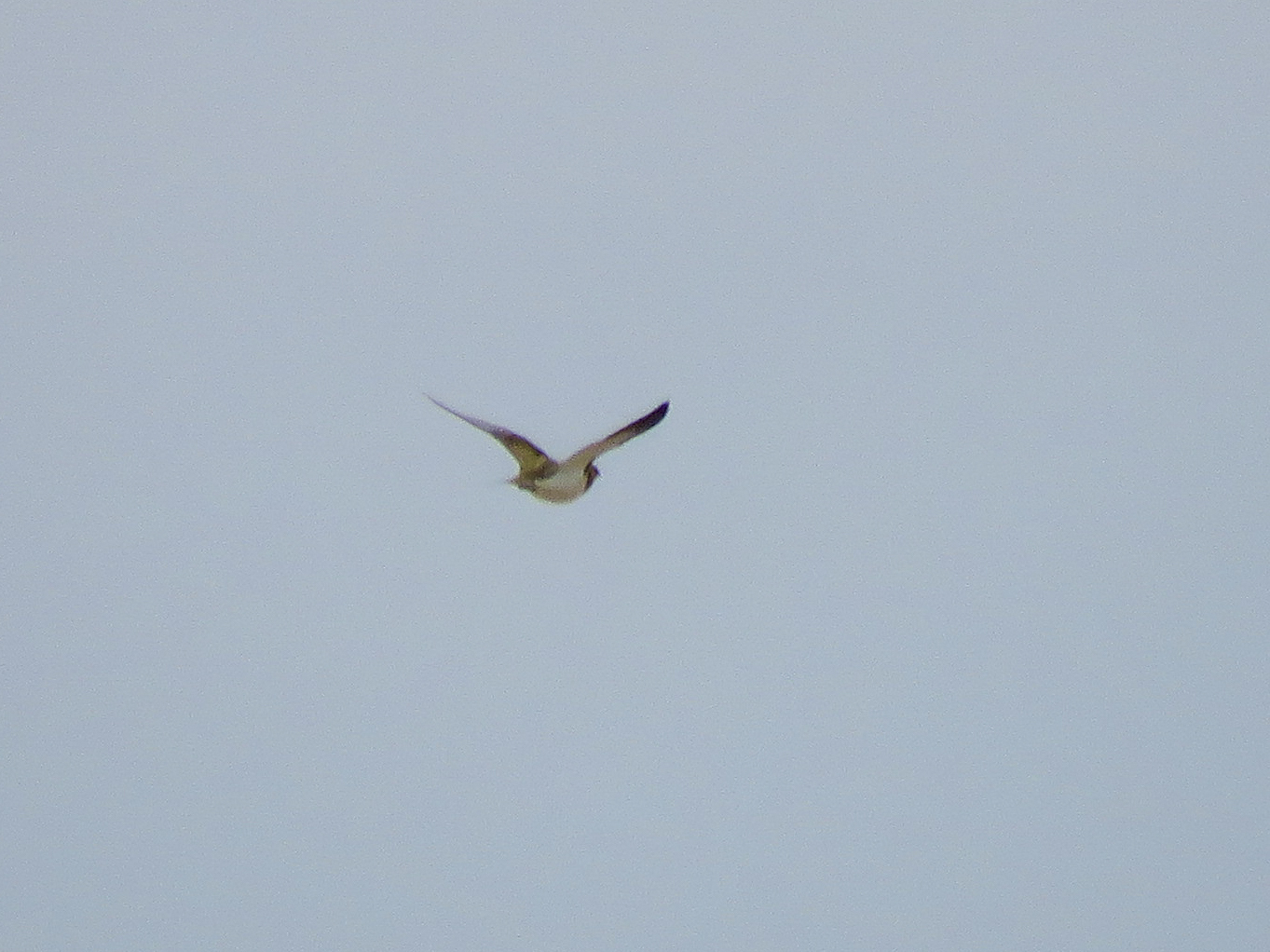 Pin-tailed Sandgrouse (Pterocles alchata), photo 6