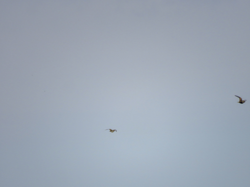 Pin-tailed Sandgrouse (Pterocles alchata), photo 7