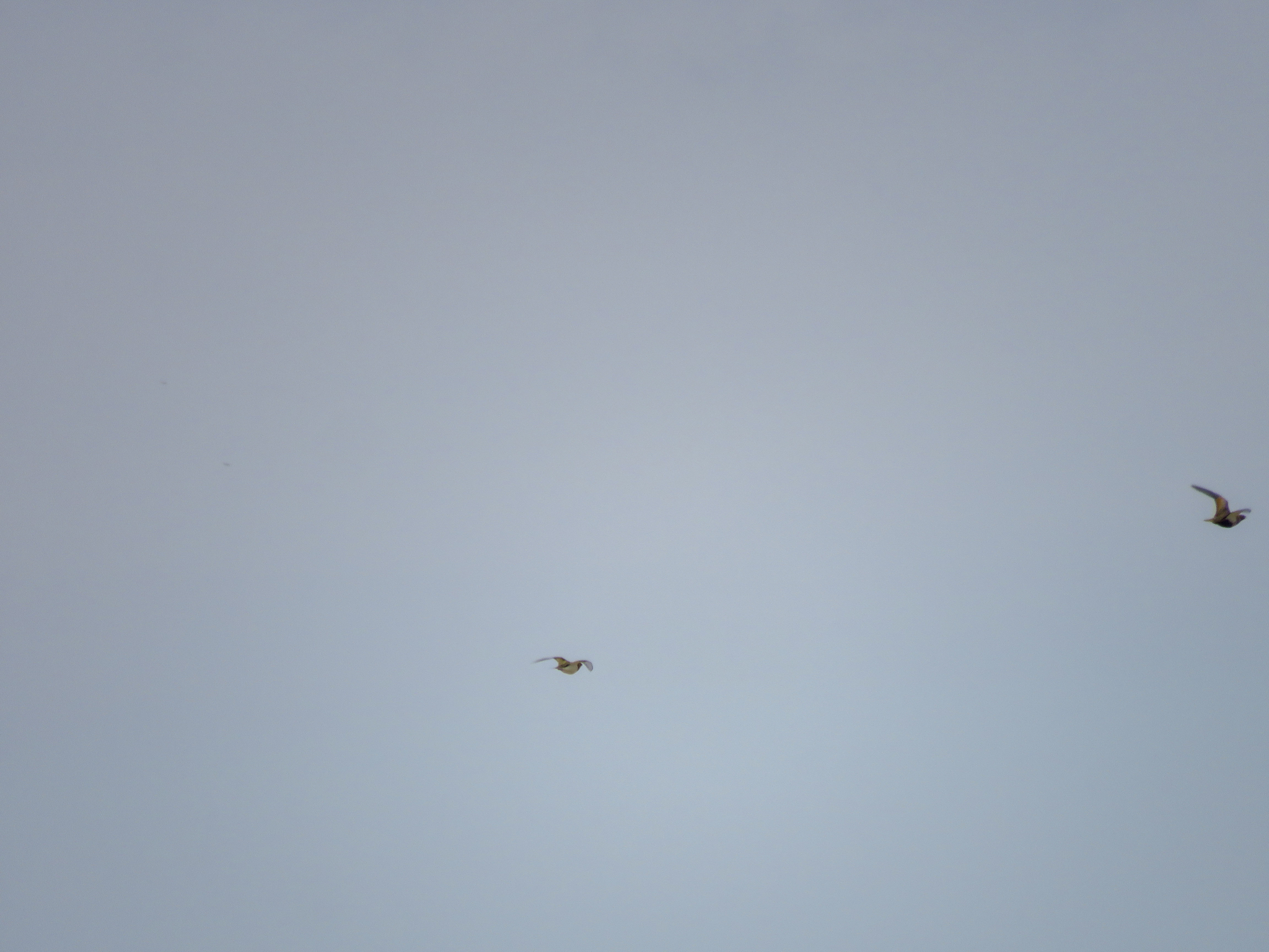 Pin-tailed Sandgrouse (Pterocles alchata), photo 7