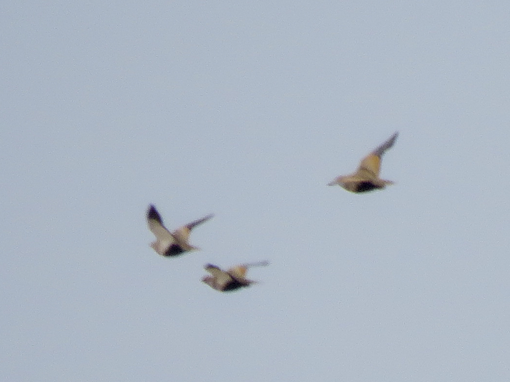 Black-bellied Sandgrouse (Pterocles orientalis), photo 5