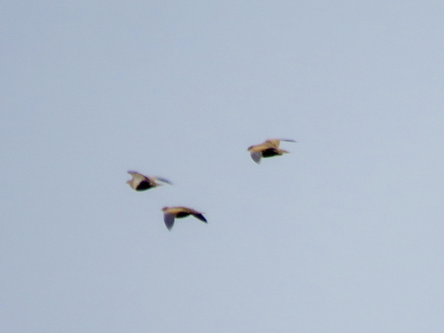 Black-bellied Sandgrouse (Pterocles orientalis), photo 6