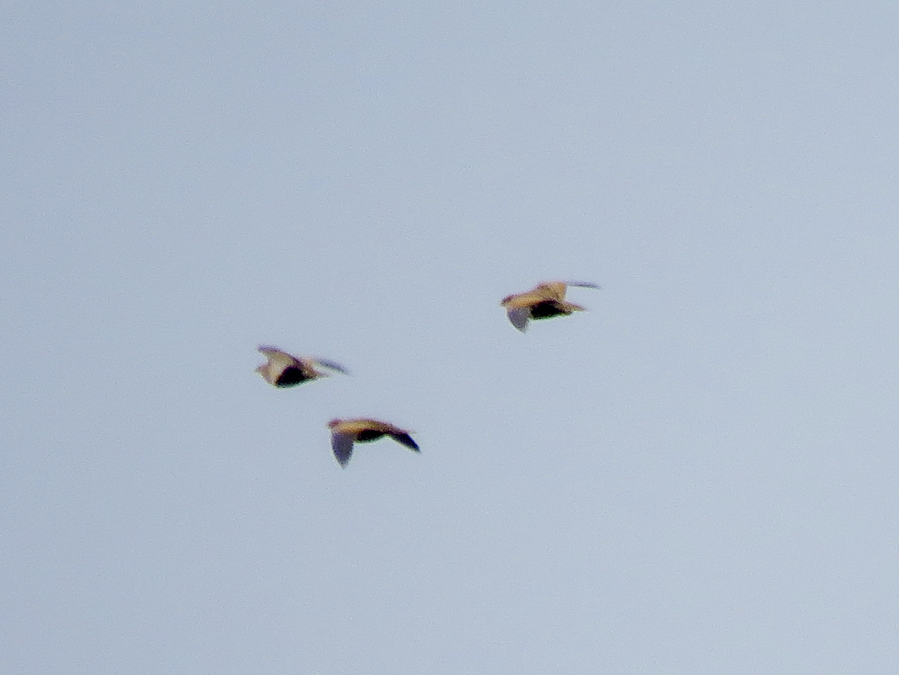Black-bellied Sandgrouse (Pterocles orientalis), photo 6