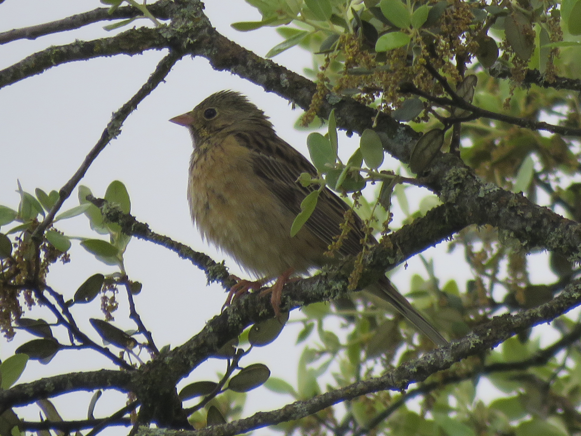 Ortolan Bunting (Emberiza hortulana), photo 7