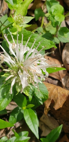 Monarda austroappalachiana, photograph 2
