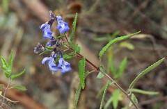 Salvia cuspidata, photograph author not stated, no rights reserved