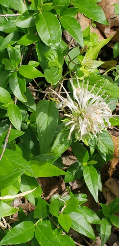 Monarda austroappalachiana, photograph 4
