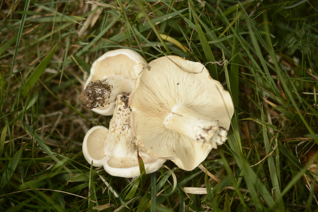 Calocybe gambosa · May 2026 · photo: © cryptomarasmius (iNaturalist, cc-by)