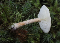 Cystodermella adnatifolia