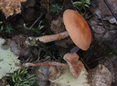 Cystodermella adnatifolia