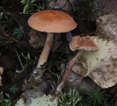 Cystodermella adnatifolia