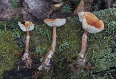 Cystodermella adnatifolia