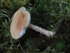 Cystodermella adnatifolia