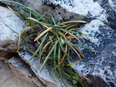 Ornithogalum schlechterianum