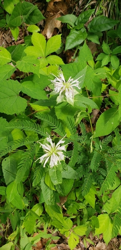 Monarda austroappalachiana