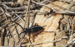 Dorcadion cinerarium