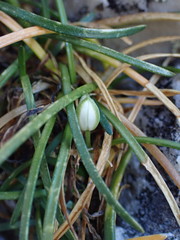 Ornithogalum schlechterianum