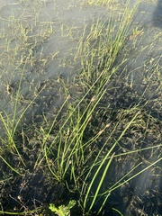 Eleocharis macrostachya