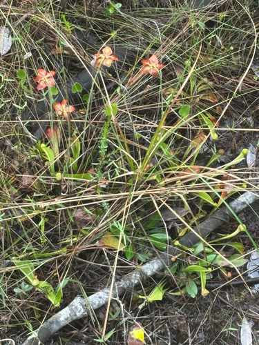 Sarracenia psittacina