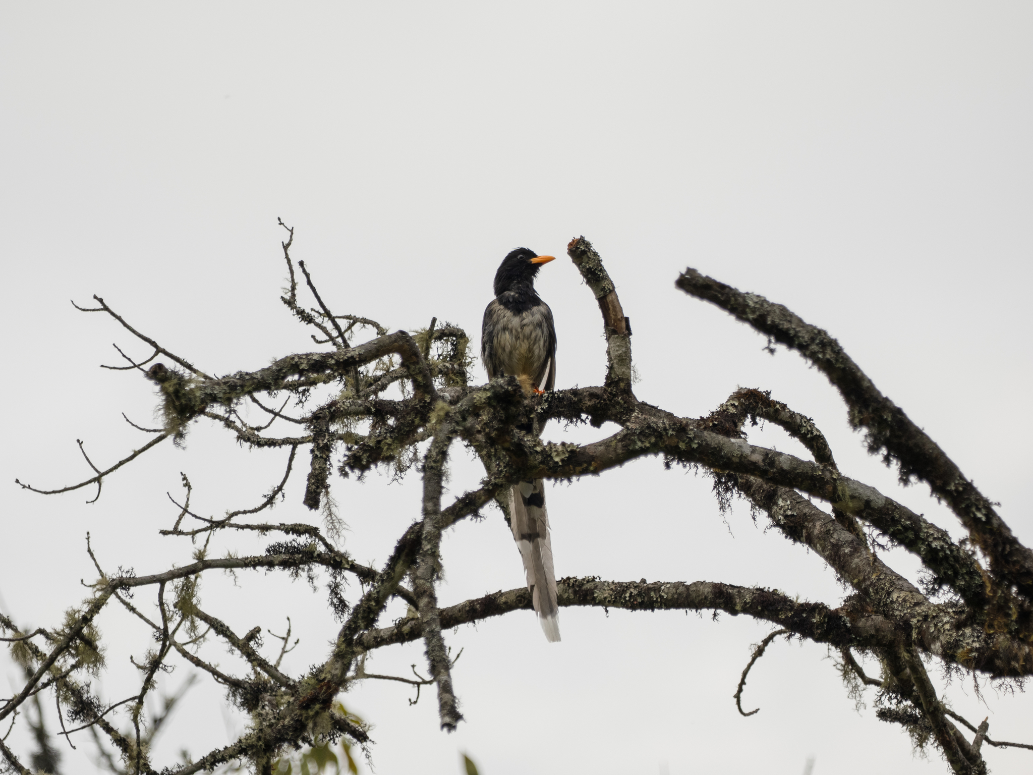 Yellow-billed Blue Magpie (Urocissa flavirostris), photo 2