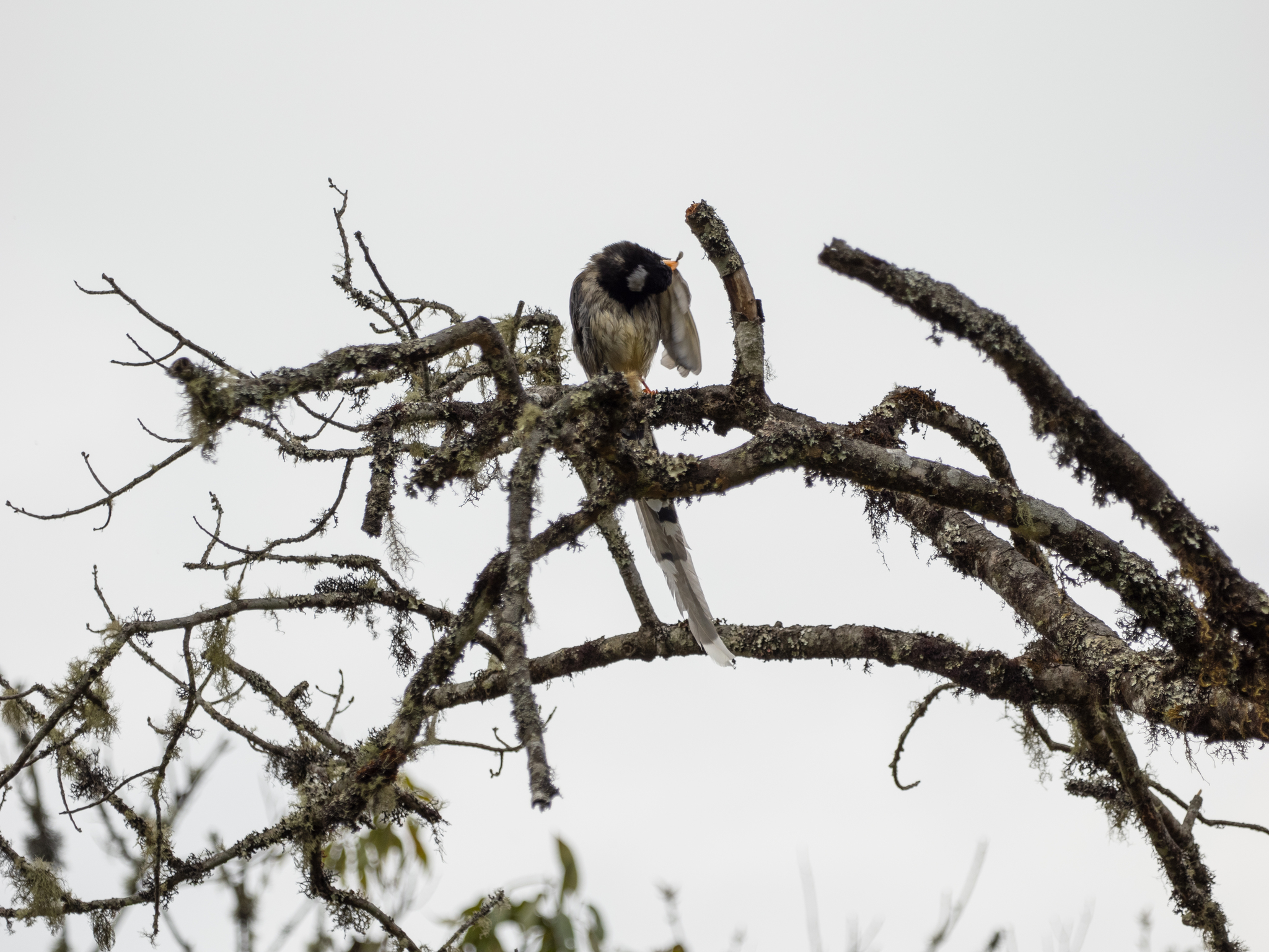 Yellow-billed Blue Magpie (Urocissa flavirostris), photo 3
