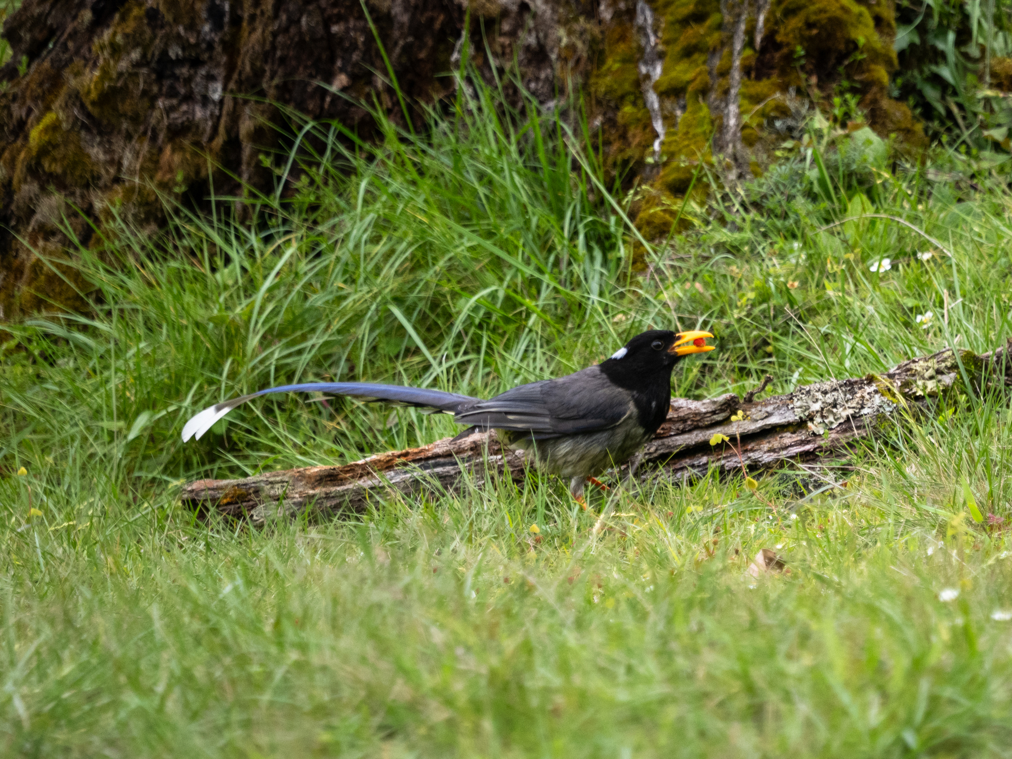 Yellow-billed Blue Magpie (Urocissa flavirostris), photo 4