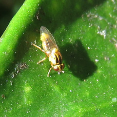 Thaumatomyia notata