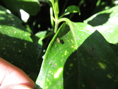 Thaumatomyia notata
