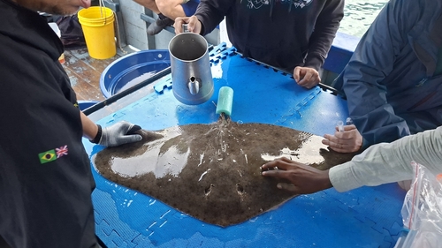 Gymnura altavela