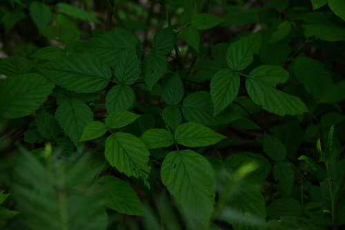 Rubus yoshinoi iNat (3)