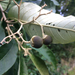 Solanum leucodendron - Photo (c) Ben P, algunos derechos reservados (CC BY), subido por Ben P