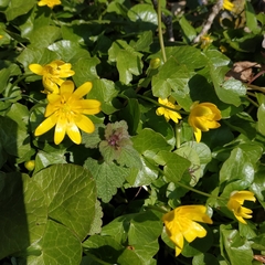Ficaria verna