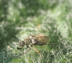 Ptilophorus dufouri