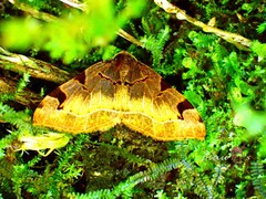 Heterophleps variegata