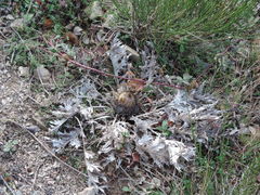 Carlina acanthifolia acanthifolia