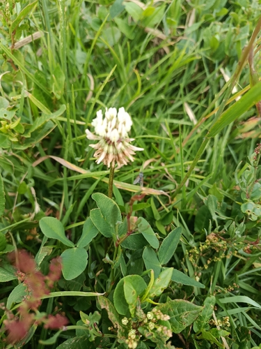 white clover