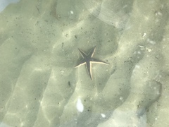 Astropecten articulatus