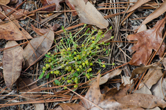Euphorbia ipecacuanhae