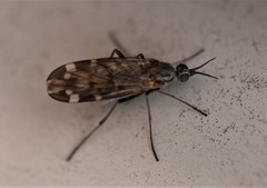 Sylvicola alternatus