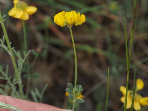 Coronilla minima, photograph 1
