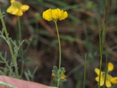 Coronilla minima, photograph (c) Louis Aureglia, some rights reserved (CC BY)