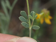 Coronilla minima, photograph (c) Louis Aureglia, some rights reserved (CC BY)