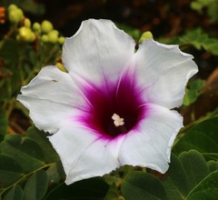 Ipomoea campanulata