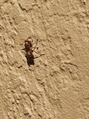 Polistes badius